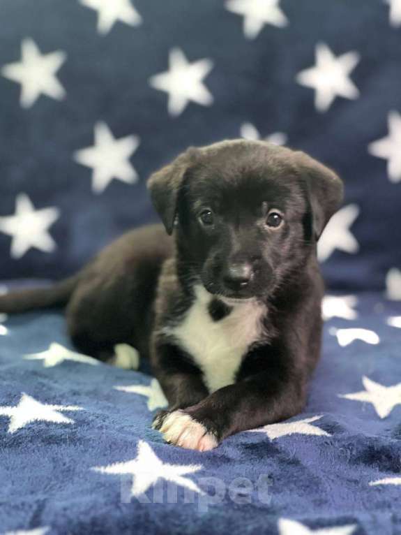 Собаки в других городах Московской области: Щенки Мальчик, 1 000 руб. - фото 3