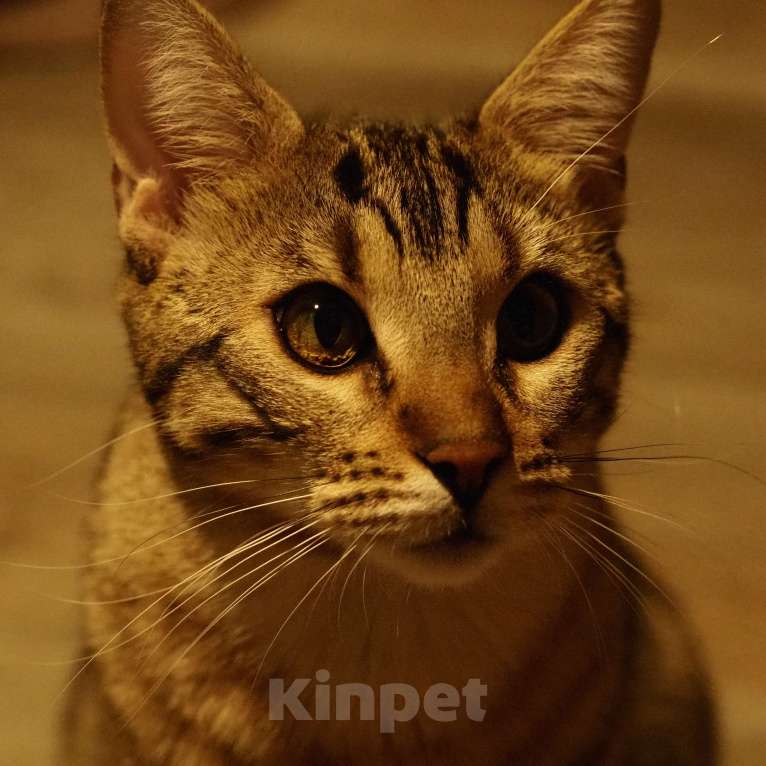 Кошки в Челябинске: Кот ДжоДжо  Мальчик, Бесплатно - фото 3