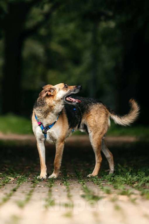 Собаки в Москве: Дёма - неограненный бриллиант, в поиске своего дома! Мальчик, Бесплатно - фото 4