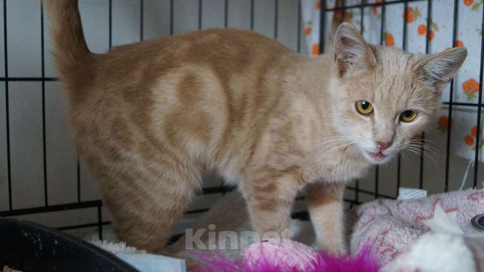 Кошки в Жуковском: Джозик котенок ищет дом Мальчик, Бесплатно - фото 8