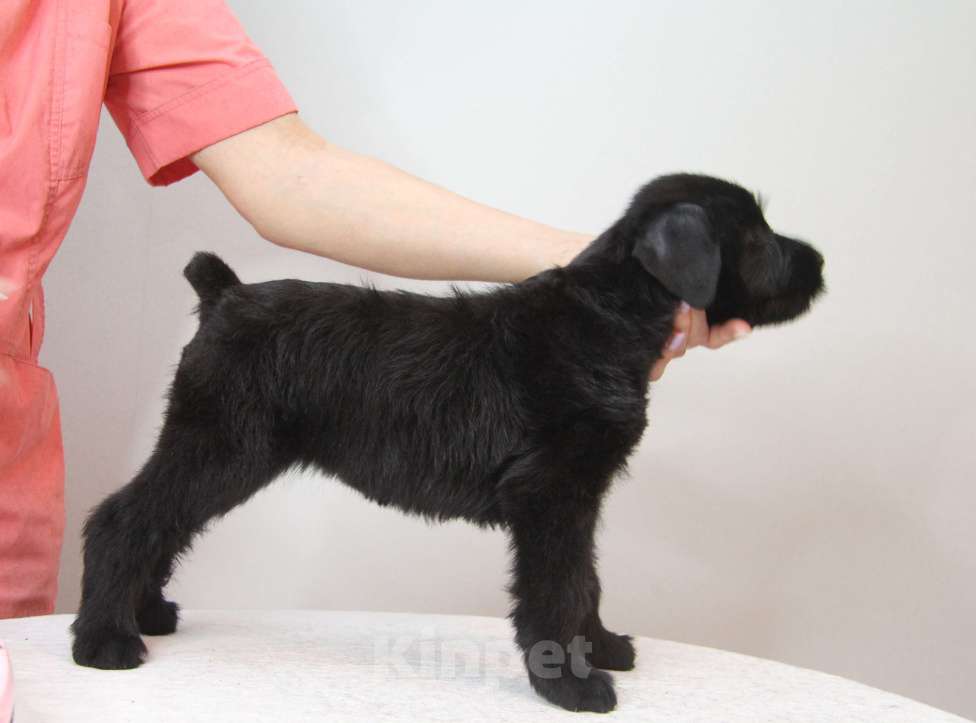 Собаки в Бердске: Щенки ризеншнауцера -Девочки Девочка, 65 000 руб. - фото 2