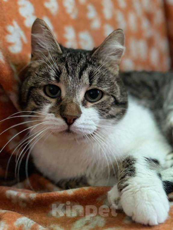 Кошки в Балашихе: Кот Кирилл в добрые руки Мальчик, Бесплатно - фото 1