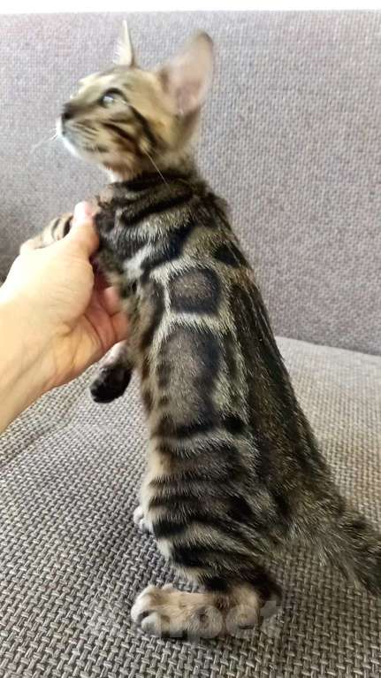 Кошки в Москве: Бенгальский мальчик Мальчик, 30 000 руб. - фото 6