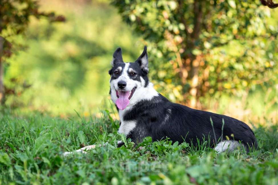 Собаки в Москве: Друг в добрые руки Мальчик, Бесплатно - фото 3