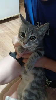 Котенок