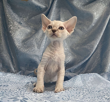 Котенок Девон рекс мальчик с голубыми глазами