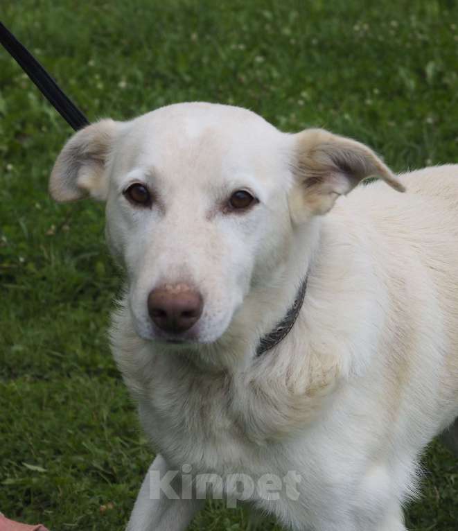 Собаки в Москве: Сэм, мастер поцелуя Мальчик, 1 руб. - фото 3