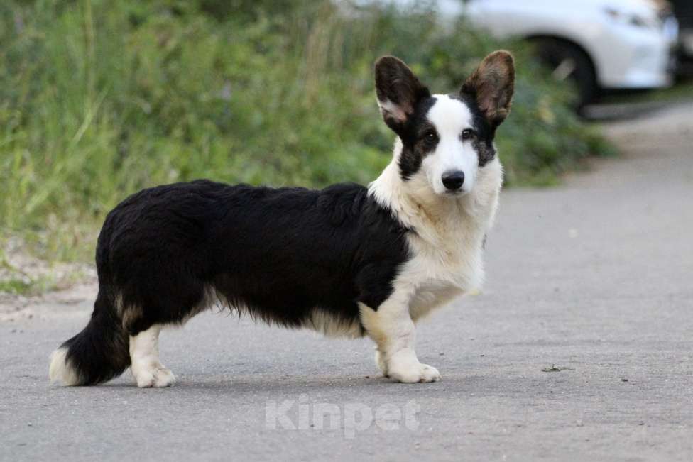 Собаки в Москве: Вельш корги кардиган-мальчик Мальчик, Бесплатно - фото 6