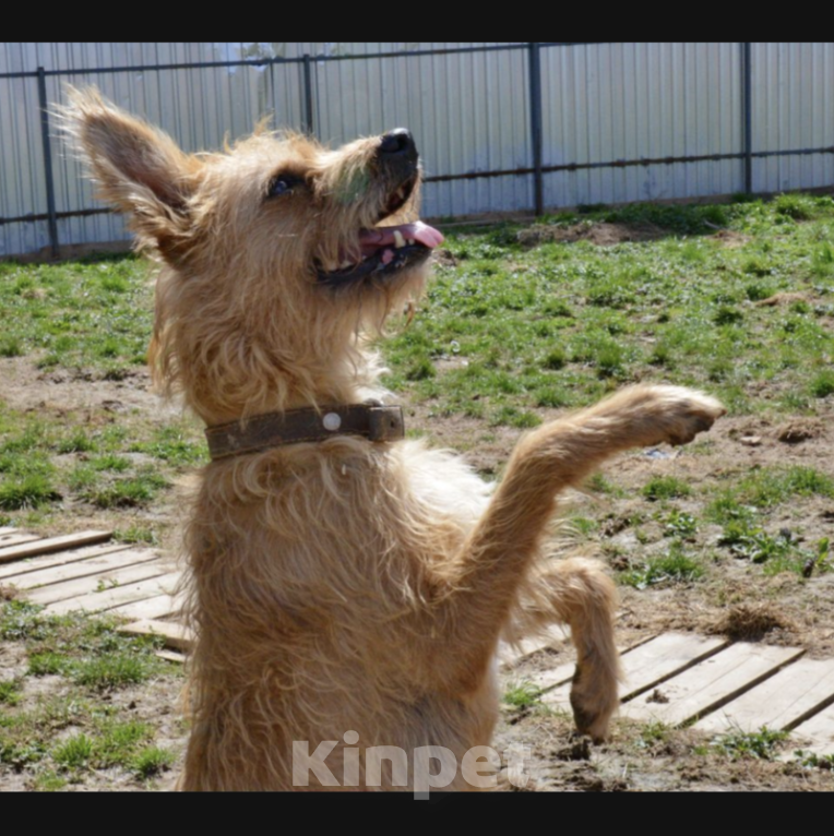 Собаки в Москве: Матильда Девочка, Бесплатно - фото 2