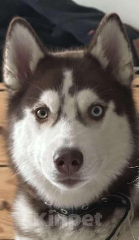 Собаки в Москве: Продаю сибирскую хаски девочка 9 месяцев Девочка, 19 900 руб. - фото 8