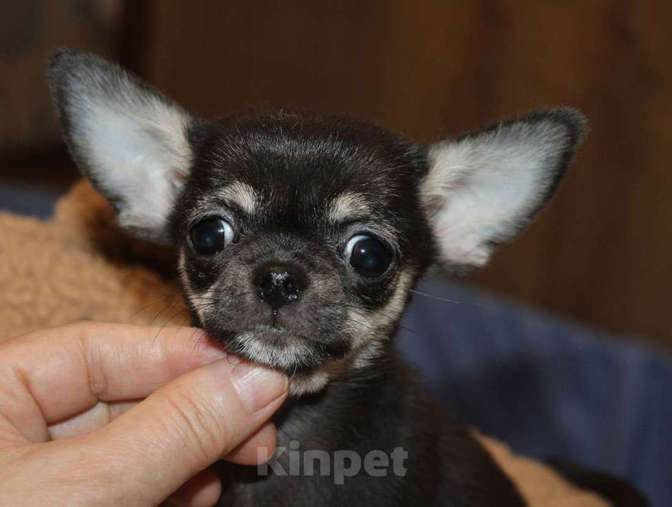 Собаки в Москве: Мини девочка чихуахуа Девочка, 35 000 руб. - фото 2