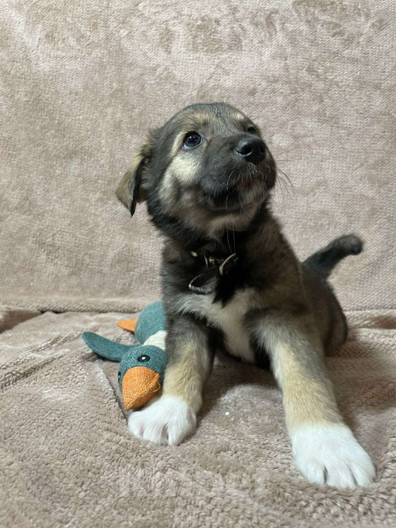 Собаки в Новосибирске: Щенкам нужен дом Мальчик, Бесплатно - фото 3