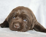 Собаки в Москве: Шоколадные щенки лабрадора Мальчик, 80 000 руб. - фото 1