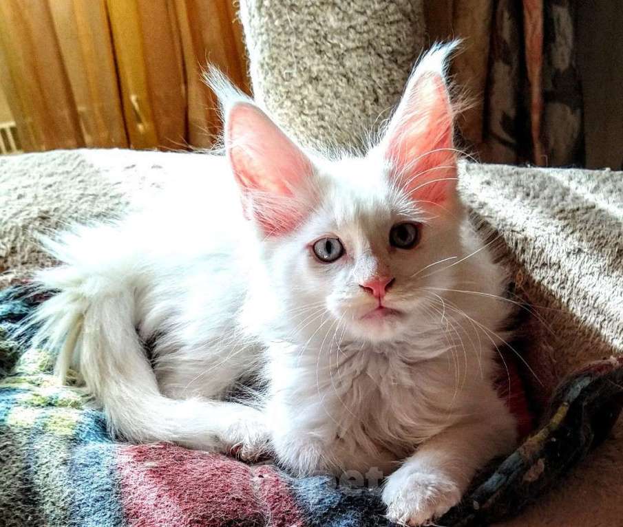 Кошки в Москве: Мейн Кун белый голубоглазый котик Мальчик, 45 000 руб. - фото 1