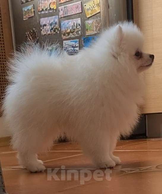 Собаки в Пензе: НЕМЕЦКИЙ МАЛЫЙ ШПИЦ  Мальчик, 80 000 руб. - фото 6