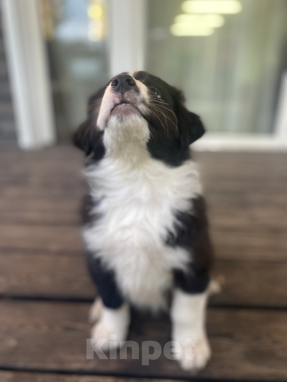 Собаки в Новокуйбышевске: Щенок девочка австралийской овчарки Девочка, 55 000 руб. - фото 2
