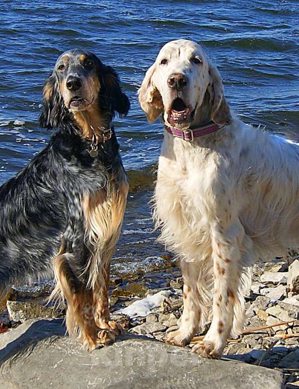 Собаки в Екатеринбурге: АНГЛИЙСКИЕ АРИСТО-СЕТТЕРЫ Мальчик, 80 000 руб. - фото 9