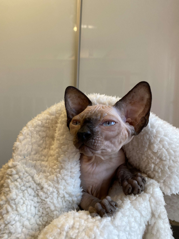 Кошки в Москве: Котёнок канадского сфинкса  Девочка, 35 000 руб. - фото 1