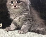 Кошки в Санкт-Петербурге: Сибирский котёнок Девочка, 45 000 руб. - фото 2