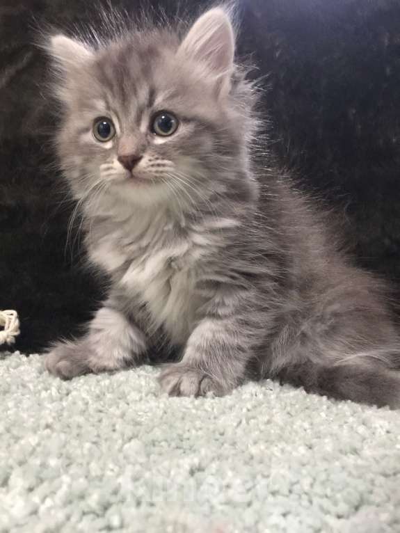 Кошки в Санкт-Петербурге: Сибирский котёнок Девочка, 45 000 руб. - фото 2