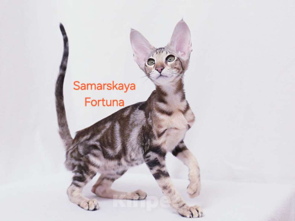 Кошки в других городах Самарской области: Мраморная кошечка Девочка, Бесплатно - фото 2