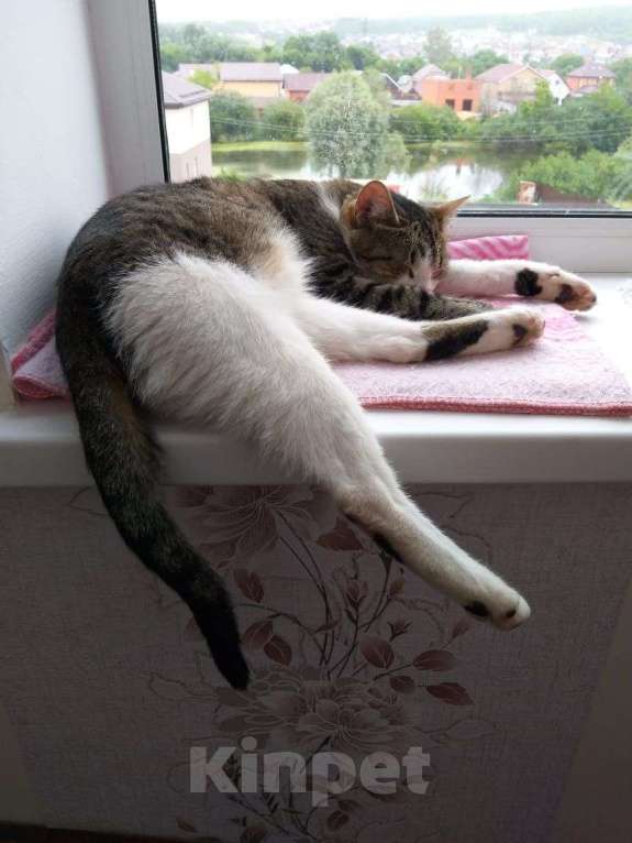 Кошки в Казани: Помогите найти котика, откликается на имя Йося, потерялся 4 дня назад Мальчик, 5 000 руб. - фото 4