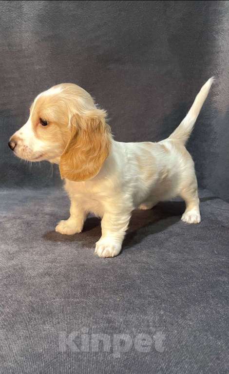 Собаки в Москве: Такса миниатюрная/кроличья(щенок) Мальчик, Бесплатно - фото 3