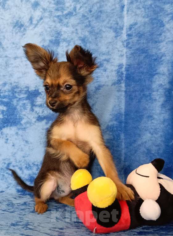 Собаки в Москве: Персей Мальчик, 50 000 руб. - фото 5