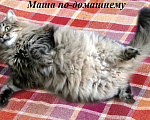 Собаки в Москве: Красивая сибирячка кошка Маша ищет дом Девочка, 10 руб. - фото 5