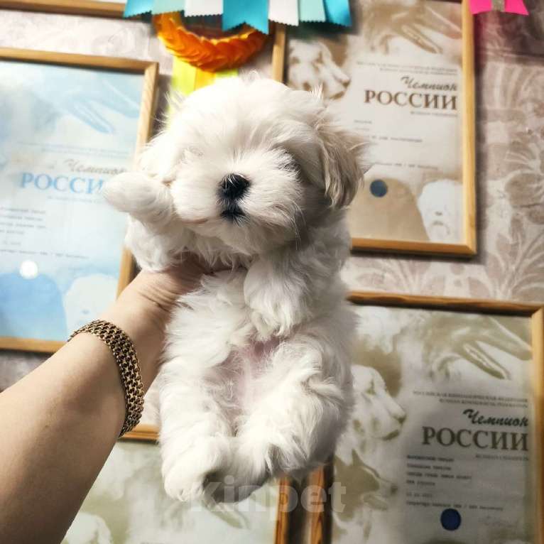 Собаки в Челябинске: МАЛЬТЕЗЕ МАЛЬЧИК 2 МЕС С ДОКУМЕНТАМИ РКФ Мальчик, 40 000 руб. - фото 2