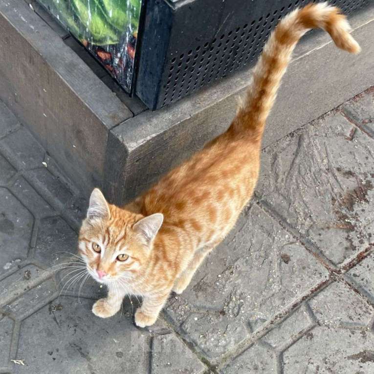 Кошки в Москве: Рыжего котенка выкинули Мальчик, Бесплатно - фото 1