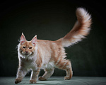 Кошки в Барнауле: Мейн-кун из питомника Мальчик, 50 000 руб. - фото 4