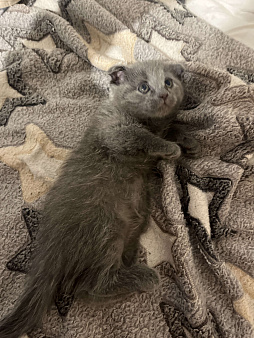 Котенок девочка шотландская вислоухая