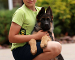 Собаки в Раменском: Шикарная девочка со стандартной шерстью  Девочка, 50 000 руб. - фото 1