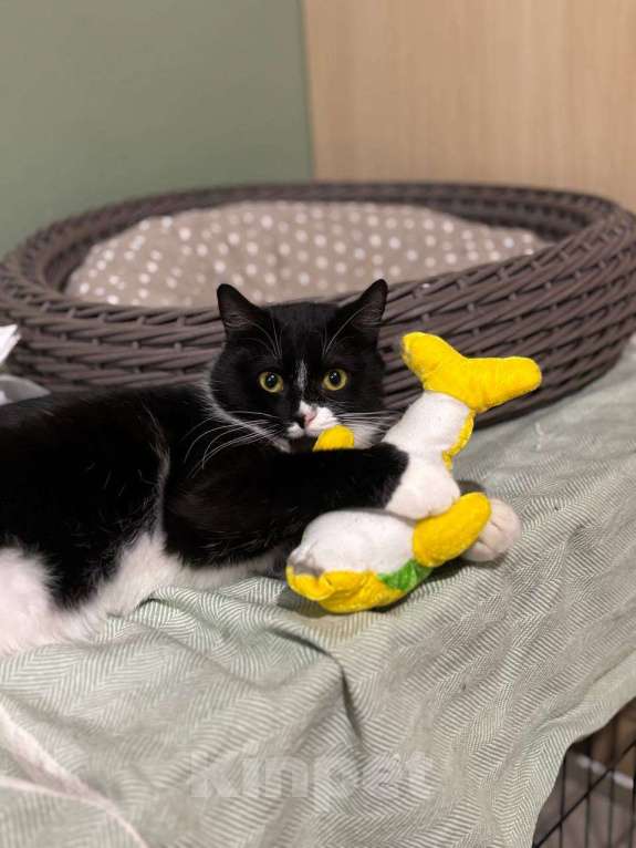 Кошки в Балашихе: Котик Лимончелло в добрые руки Мальчик, Бесплатно - фото 3