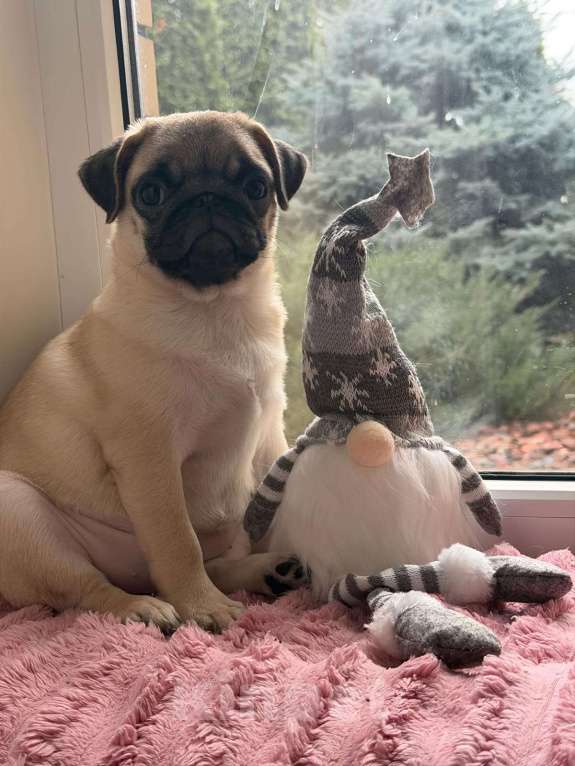 Собаки в Ростове-на-Дону: Щенки мопса  Девочка, 38 000 руб. - фото 3