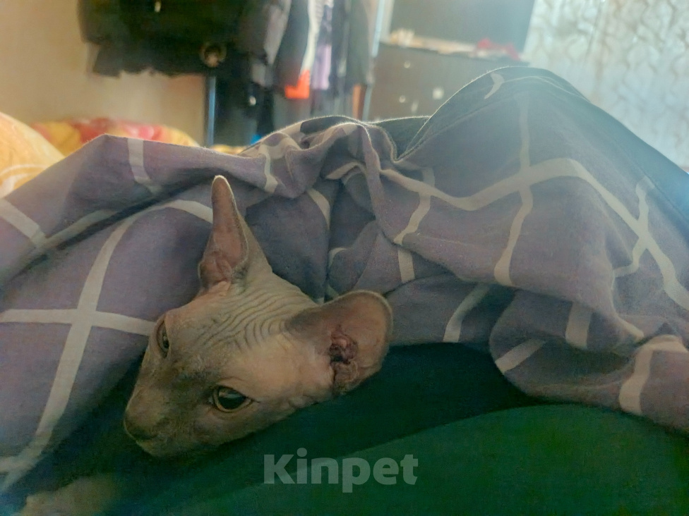 Кошки в Иркутске: Канадский сфинкс в добрые руки Девочка, Бесплатно - фото 2
