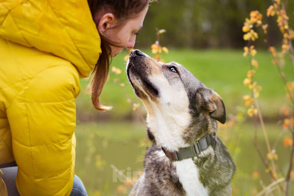 Собаки в Москве: Собачка на трёх лапках ищет дом Девочка, Бесплатно - фото 2