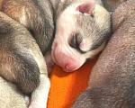 Собаки в Чернушке: Продам щенков сибирской хаски от титулованных родителей Мальчик, 35 000 руб. - фото 3