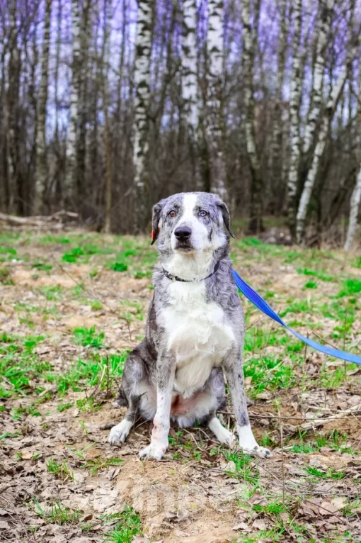 Собаки в Москве: Бетти в добрые руки Девочка, Бесплатно - фото 4