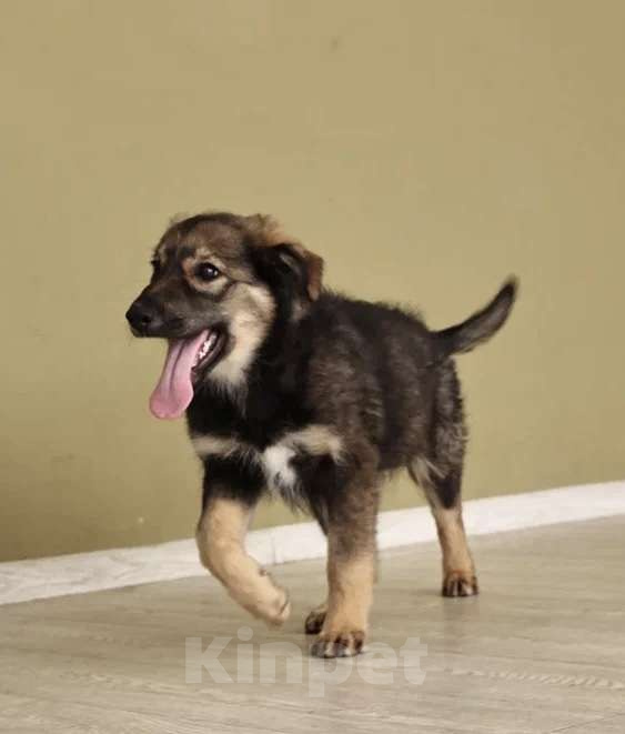 Собаки в Москве: Лапочка-девочка Аришка Девочка, Бесплатно - фото 2