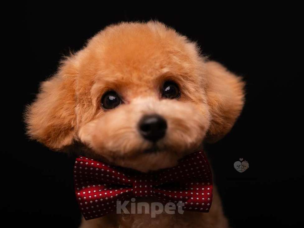 Собаки в Москве: щенок цветного бишона( пушон) Мальчик, 150 000 руб. - фото 3