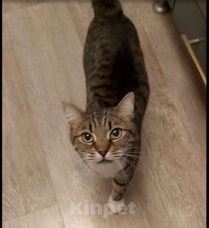 Кошки в Москве: Кошка Сима с зелёными глазами в добрые руки.  Девочка, Бесплатно - фото 6