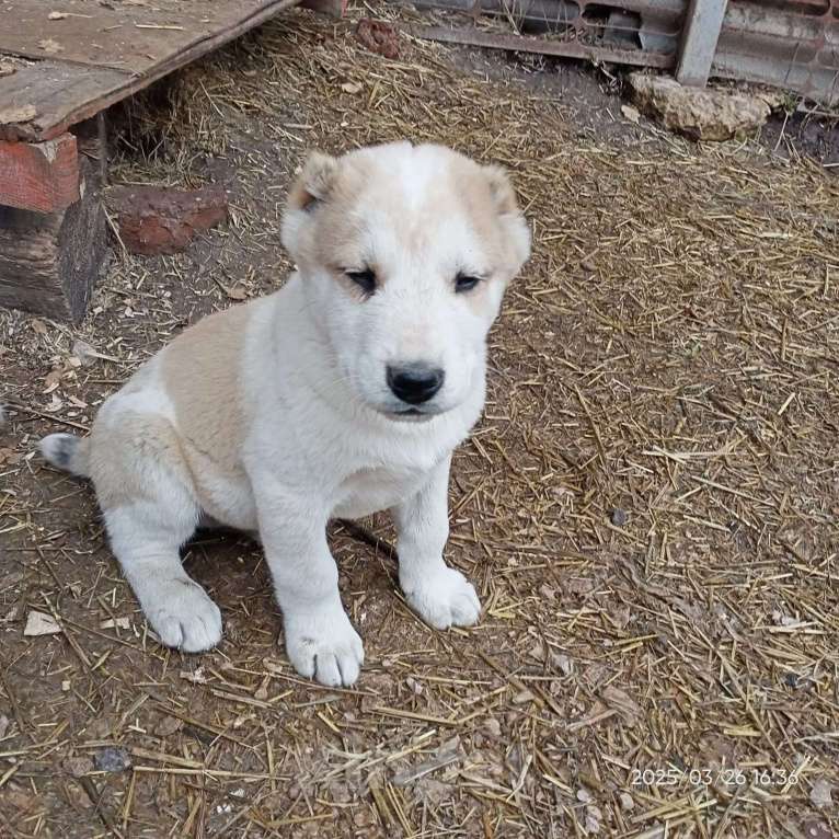 Собаки в других городах Тульской области: Щенки Алабая Мальчик, 20 000 руб. - фото 3