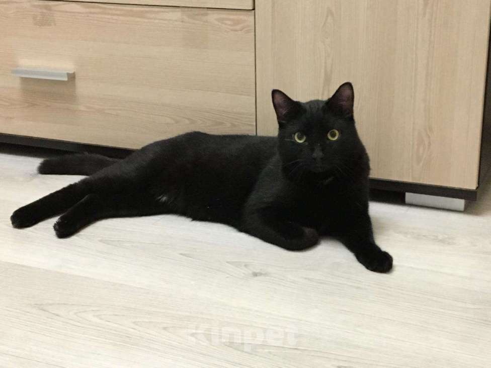 Кошки в Санкт-Петербурге: Молодой ласковый котик Мальчик, Бесплатно - фото 1