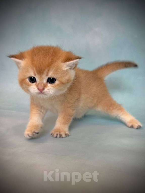 Кошки в Калуге: Британская золотая шиншилла Девочка, 45 000 руб. - фото 4