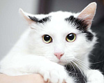 Кошки в Москве: Белый молодой нежный котик Рошфор в добрые руки Мальчик, 1 руб. - фото 1