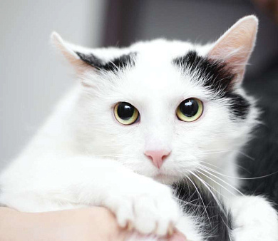 Объявление: Белый молодой нежный котик Рошфор в добрые руки, 1 руб., Москва