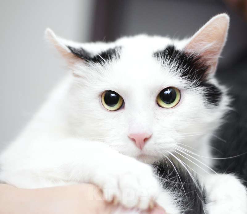 Кошки в Москве: Белый молодой нежный котик Рошфор в добрые руки Мальчик, 1 руб. - фото 1