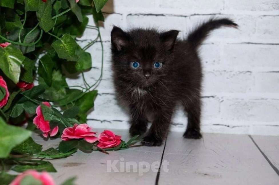 Кошки в Люберцах: В добрые руки: три черные кошечки Девочка, Бесплатно - фото 3